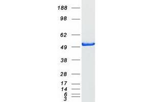 Western Blotting (WB) image for COP9 Constitutive Photomorphogenic Homolog Subunit 2 (Arabidopsis) (COPS2) (Transcript Variant 1) protein (Myc-DYKDDDDK Tag) (ABIN2712492)