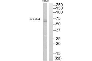 Western blot analysis of extracts from HepG2 cells, using ABCD4 antibody. (ABCD4 抗体  (Internal Region))