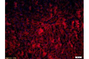 Immunofluorescence (IF) image for anti-Cytochrome P450, Family 1, Subfamily A, Polypeptide 2 (CYP1A2) (AA 221-320) antibody (ABIN742470)