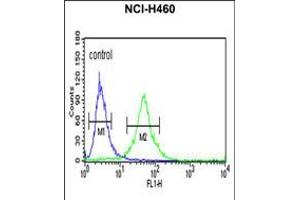 Flow cytometric analysis of NCI-H460 cells (right histogram) compared to a negative control cell (left histogram). (RPS13 抗体  (AA 82-110))