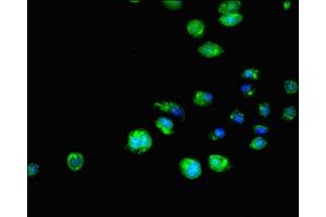 Immunofluorescent analysis of HepG2 cells using ABIN7151644 at dilution of 1:100 and Alexa Fluor 488-congugated AffiniPure Goat Anti-Rabbit IgG(H+L) (SH3GLB1 抗体  (AA 1-365))