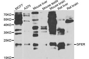 Western blot analysis of extracts of various cell lines, using GFER antibody (ABIN5973176) at 1/1000 dilution. (GFER 抗体)