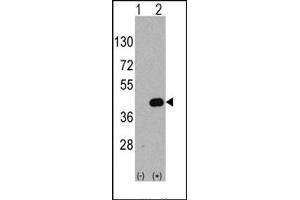 Image no. 1 for anti-WNT Inhibitory Factor 1 (WIF1) (C-Term) antibody (ABIN357861) (WIF1 抗体  (C-Term))