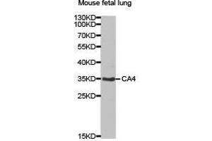 Western Blotting (WB) image for anti-Carbonic Anhydrase IV (CA4) antibody (ABIN1871391) (CA4 抗体)