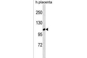 GPRC6A Antibody (Center) (ABIN1538454 and ABIN2850240) western blot analysis in human placenta tissue lysates (35 μg/lane). (GPRC6A 抗体  (AA 489-517))