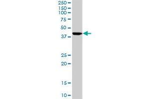 ISL1 MaxPab rabbit polyclonal antibody. (ISL1 抗体  (AA 1-346))