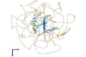 Sal-Like 3 (SALL3) (AA 1-1300) protein (His tag)