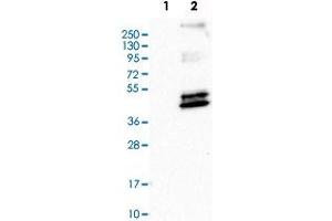 Western Blot analysis of Lane 1: negative control (vector only transfected HEK293T cell lysate) and Lane 2: over-expression lysate (co-expressed with a C-terminal myc-DDK tag in mammalian HEK293T cells) with PTGER3 polyclonal antibody . (PTGER3 抗体)