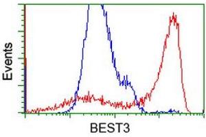 HEK293T cells transfected with either RC218436 overexpress plasmid (Red) or empty vector control plasmid (Blue) were immunostained by anti-BEST3 antibody (ABIN2452805), and then analyzed by flow cytometry. (Bestrophin 3 抗体)