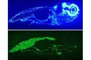 Image no. 1 for anti-Actin, alpha 1, Skeletal Muscle (ACTA1) antibody (ABIN1502284) (Actin 抗体)