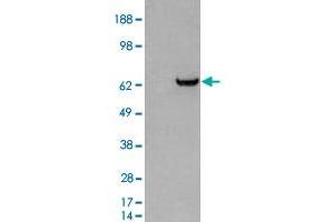 HEK293 overexpressing GRB7 and probed with GRB7 polyclonal antibody  (mock transfection in first lane), tested by Origene.