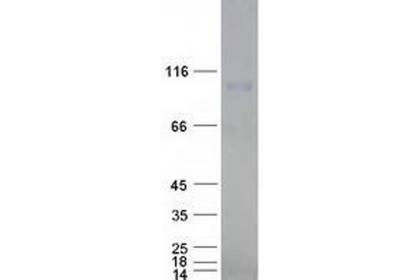 Exportin 2 Protein (Myc-DYKDDDDK Tag)