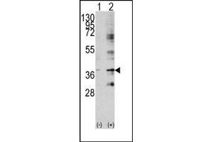 Image no. 1 for anti-Baculoviral IAP Repeat-Containing 7 (BIRC7) (C-Term) antibody (ABIN358607) (BIRC7 抗体  (C-Term))