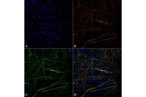 Immunocytochemistry/Immunofluorescence analysis using Mouse Anti-Tau Monoclonal Antibody, Clone 1D5 (ABIN6952067). (tau 抗体  (APC))