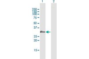 Western Blot analysis of PRG2 expression in transfected 293T cell line by PRG2 MaxPab polyclonal antibody. (PRG2 抗体  (AA 1-222))