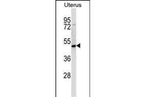 ATOH8 Antibody (N-term) (ABIN657598 and ABIN2846597) western blot analysis in human normal Uterus tissue lysates (35 μg/lane). (ATOH8 抗体  (N-Term))