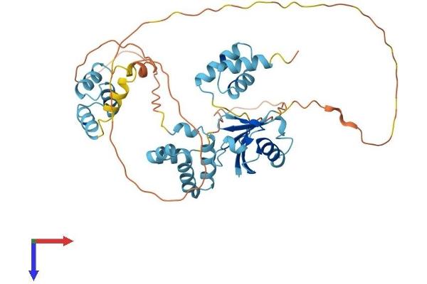 RAD23B Protein (AA 1-409) (His tag)
