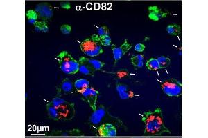 Immunofluorescence: Source: 10. (CD82 抗体)