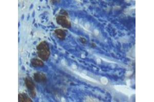 IHC-P analysis of Mouse Tissue, with DAB staining. (alpha Defensin 1 抗体  (AA 20-93))