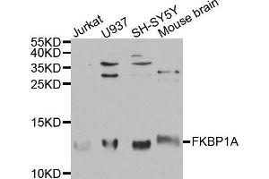 Western blot analysis of extracts of various cell lines, using FKBP1A antibody (ABIN5970884) at 1/1000 dilution. (FKBP1A 抗体)