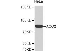 Western Blotting (WB) image for anti-Aconitase 2, Mitochondrial (ACO2) (AA 501-780) antibody (ABIN1678537)
