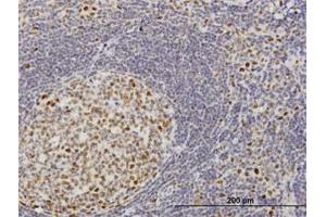 Image no. 1 for anti-Target of EGR1, Member 1 (Nuclear) (TOE1) (AA 1-511) antibody (ABIN599319) (TOE1 抗体  (AA 1-511))