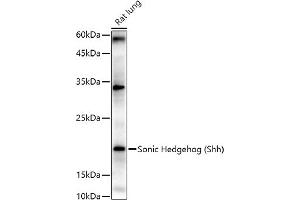 Western blot analysis of extracts of Rat lung, using Sonic Hedgehog (Shh) antibody (ABIN6134067, ABIN6147741, ABIN6147743 and ABIN6223662) at 1:1000 dilution. (Sonic Hedgehog 抗体)