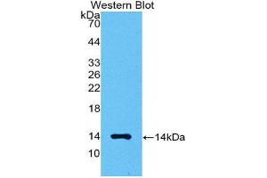 Western Blotting (WB) image for anti-Myostatin (MSTN) (AA 267-375) antibody (ABIN1174886) (MSTN 抗体  (AA 267-375))