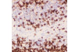 Anti-CD3 epsilon Picoband antibody,  IHC(P): Rat Spleen Tissue