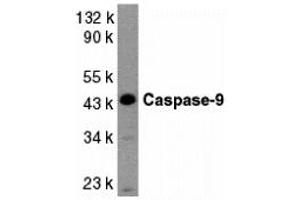 Western Blotting (WB) image for anti-Caspase 9, Apoptosis-Related Cysteine Peptidase (CASP9) (Middle Region 2) antibody (ABIN1031198) (Caspase 9 抗体  (Middle Region 2))