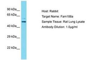 Image no. 1 for anti-Family with Sequence Similarity 188, Member A (FAM188A) (AA 51-100) antibody (ABIN6750488) (FAM188A 抗体  (AA 51-100))