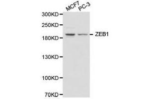Western Blotting (WB) image for anti-Zinc Finger E-Box Binding Homeobox 1 (ZEB1) antibody (ABIN1875385) (ZEB1 抗体)