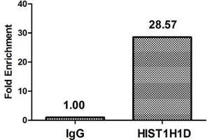 Chromatin Immunoprecipitation Hela (4*10 6 ) were treated with Micrococcal Nuclease, sonicated, and immunoprecipitated with 5 μg anti-HIST1H1D (ABIN7139626) or a control normal rabbit IgG. (Histone H1.3 抗体  (pThr179))