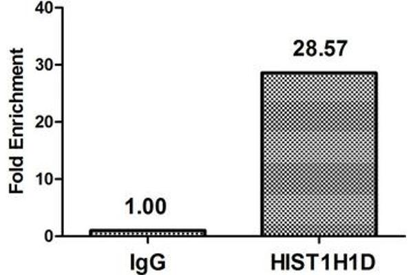 Histone H1.3 抗体  (pThr179)