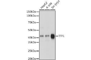 Western blot analysis of extracts of various cell lines, using TTF1 antibody (ABIN1679475, ABIN3017648, ABIN3017649 and ABIN7101514) at 1:1000 dilution. (NKX2-1 抗体)