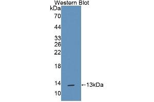 Detection of Recombinant TFF1, Rat using Polyclonal Antibody to Trefoil Factor 1 (TFF1) (TFF1 抗体  (AA 1-81))