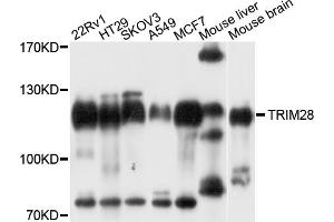 Western blot analysis of extracts of various cell lines, using TRIM28 antibody (ABIN5971249) at 1/1000 dilution. (KAP1 抗体)