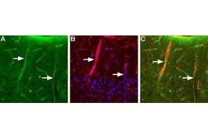 Expression of Aquaporin 4 in rat brain - Immunohistochemical staining of rat brain using Anti-Aquaporin 4 (AQP4) (300-314) Antibody (ABIN7042939, ABIN7045209 and ABIN7045210), (1:200). (Aquaporin 4 抗体  (C-Term, Intracellular))