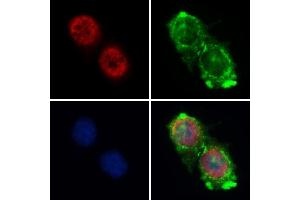ABIN6261140 and ABIN6268860 staining HepG2 by IF/ICC. (Cyclin A1 抗体  (C-Term))