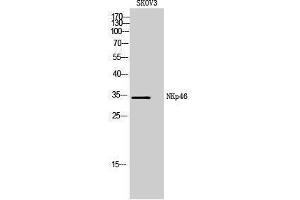 Western Blotting (WB) image for anti-Natural Cytotoxicity Triggering Receptor 1 (NCR1) (Internal Region) antibody (ABIN3178967) (NCR1 抗体  (Internal Region))