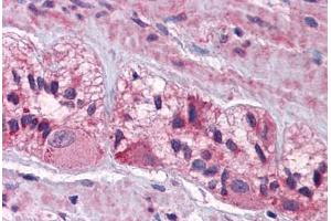 Human Colon, Myenteric Plexus