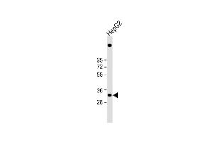 Western Blotting (WB) image for anti-Complement C1q Tumor Necrosis Factor-Related Protein 6 (C1QTNF6) (AA 27-53), (N-Term) antibody (ABIN652830)