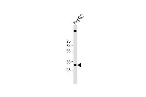 Anti-C1QTNF6 Antibody (N-term) at 1:1000 dilution + HepG2 whole cell lysate Lysates/proteins at 20 μg per lane. (CTRP6 抗体  (N-Term))