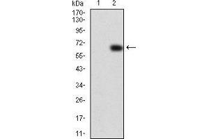 Western blot analysis using VAV2 mAb against HEK293 (1) and VAV2 (AA: 552-868)-hIgGFc transfected HEK293 (2) cell lysate. (VAV2 抗体  (AA 552-868))