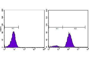 Flow cytometric analysis of PC-3 cells using KLK3 mouse mAb (right) and negative control (left). (Prostate Specific Antigen 抗体  (AA 26-251))