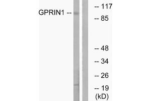 Western blot analysis of extracts from HT-29 cells, using GPRIN1 antibody. (GPRIN1 抗体  (Internal Region))