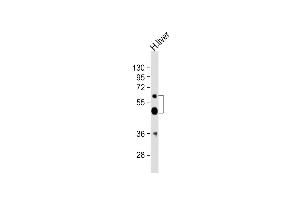 Anti-UGT2B4 Antibody (Center)at 1:2000 dilution + human liver lysates Lysates/proteins at 20 μg per lane. (UGT2B4 抗体  (AA 338-370))