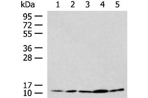 Western blot analysis of HL-60 Hela Jurkat LNCAP HepG2 cell lysates using PAM16 Polyclonal Antibody at dilution of 1:900 (MAGMAS 抗体)