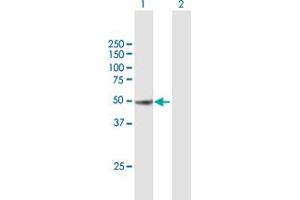 Western Blot analysis of CUGBP1 expression in transfected 293T cell line by CUGBP1 MaxPab polyclonal antibody. (CELF1 抗体  (AA 1-483))