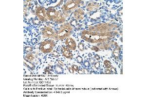 Human kidney (MYBL1 抗体  (Middle Region))